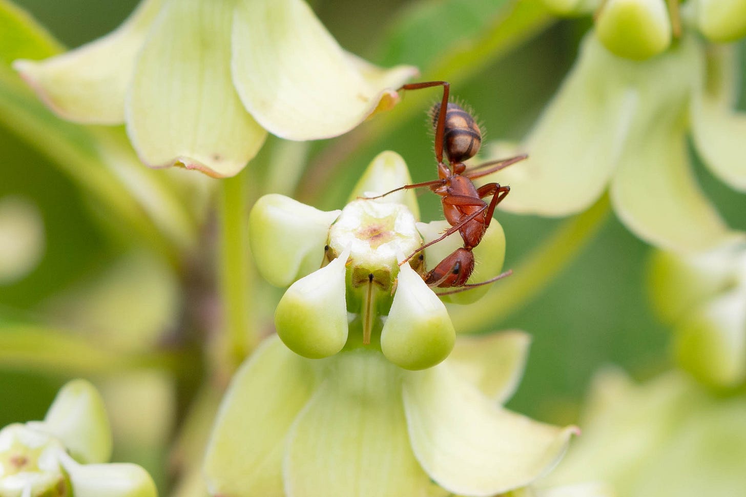 Close-up of pale, bright green milkweed flowers with a coppery colored ant