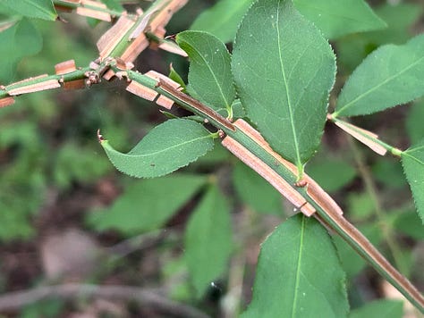 Three photos of burning bush; one with green leaves and red berries, a close up of corky "wings" on bark, plant in full red foliage.