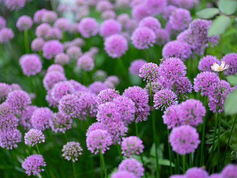 Pollinator plants throughout the season