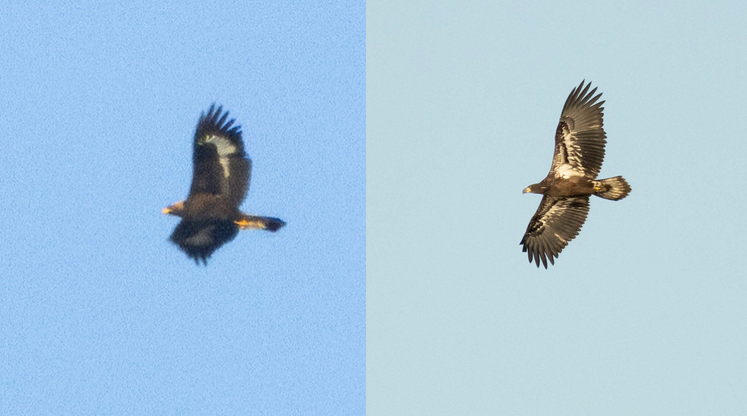 two brown-colored eagles with yellow beaks, one on the left and one on the right, displaying the traits listed in the caption.