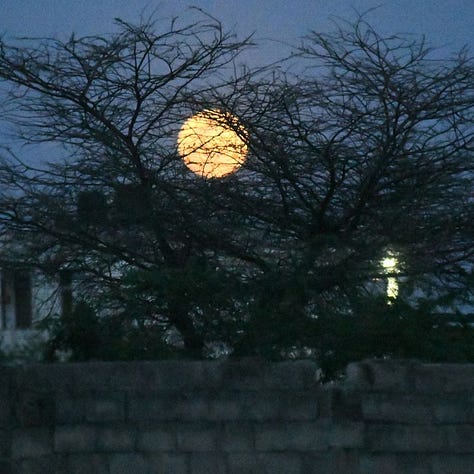 sunrise over trees, full moon between bare tree branches, hare running in a green field
