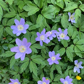 🔥Beltane and 5 ways to wellbeing🌿