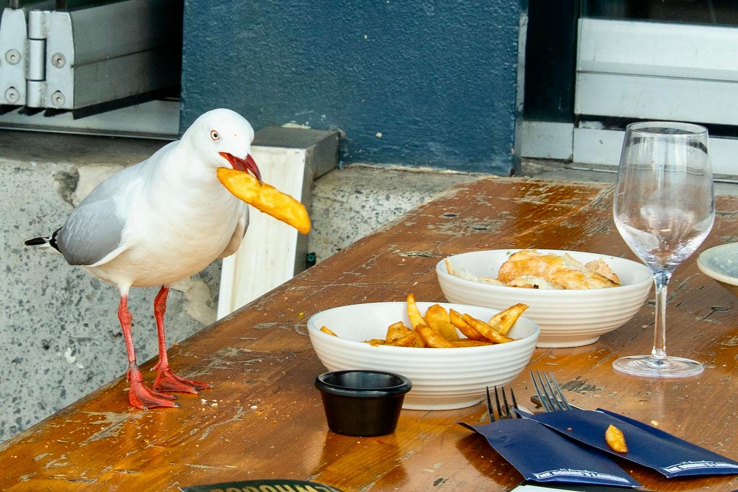 A seagull on a table eating chips. Photo: Opal Lua A seagull on a table eating chips. Photo: Opal Lua