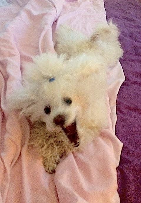  Pensmom:Users:janetdulinjones:Documents:aa. pen signature:Big Mouth on Jane's bed april 2020.jpg