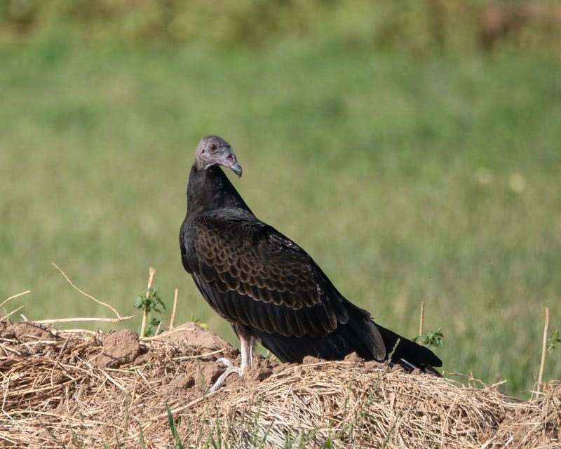 20250911-Marana-118-Edit.jpg 20250911-Marana-118-Edit.jpg