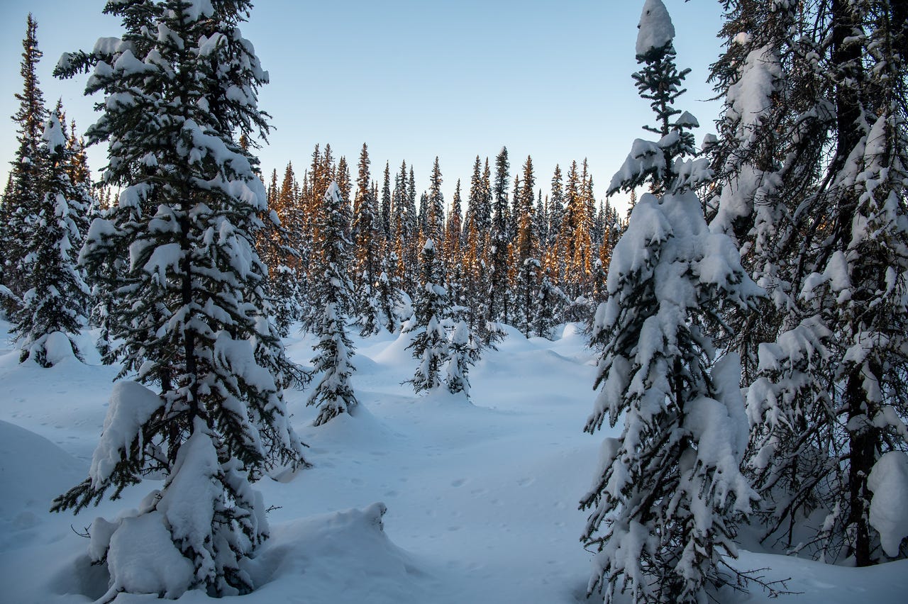 Looking into a dense boreal forest of snow-covered black and white spruce trees, with warm golden light glowing through the middle distance between the trees. Snow-laden branches frame both sides of the frame. Fairbanks, Alaska.