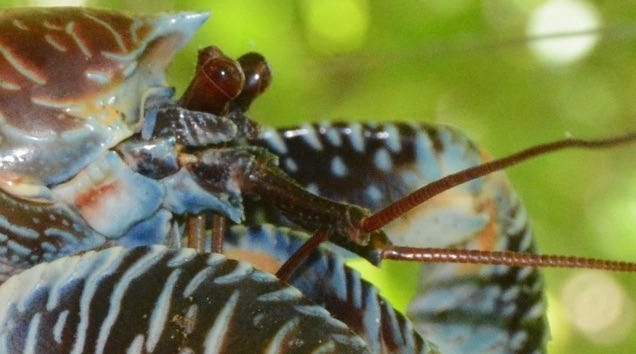 a thin-shelled rock crab on a rock