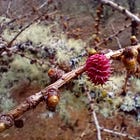 Discover Spring's Understated Stars: Larch & Hazel