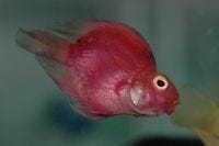 Red parrot cichlid