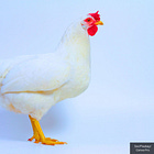Bird Flu ‘Outbreak’ Follows Vaccination in Same South African City—Was It the Virus or the Vaccine?