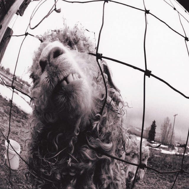 Vs. - Album by Pearl Jam | Spotify