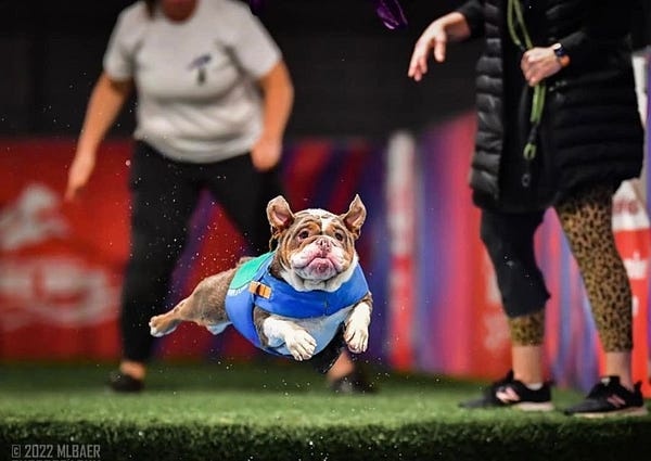 chewy dives serenely in his little blue life jacket. his ears are flopped up, his front paws slightly angled in, and his back legs are out like aerodynamic turkey legs. small droplets of water are suspended midair all around him.