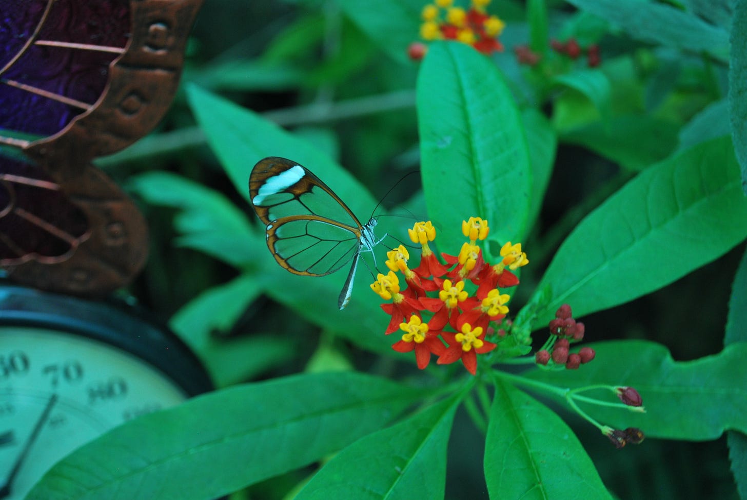 The photo shows an almost see-through small butterfly sitting on a tropical flower. The flower is red and yellow, the leaves are green.