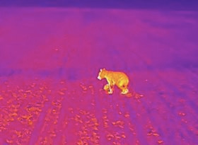 Un grizzly filmé en caméra thermique Un grizzly filmé en caméra thermique