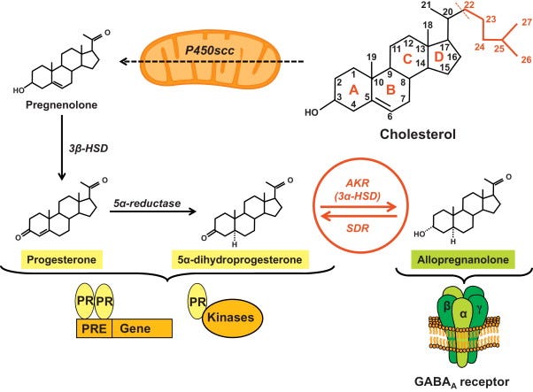 Revisiting the roles of progesterone and allopregnanolone in the nervous  system: Resurgence of the progesterone receptors - ScienceDirect