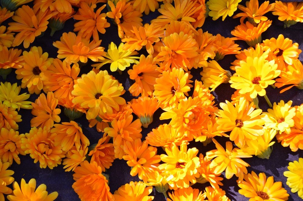 Calendula officinalis, orange calendula flowers Calendula officinalis, orange calendula flowers