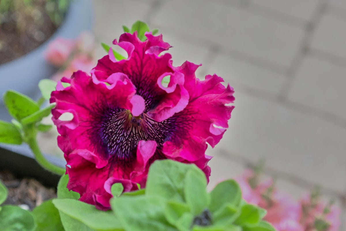 a petunia flower