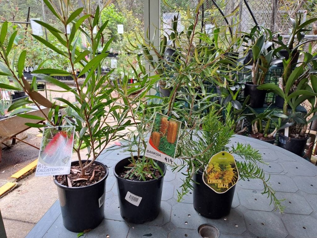 native plants for sale at glenbrook native plant nursery