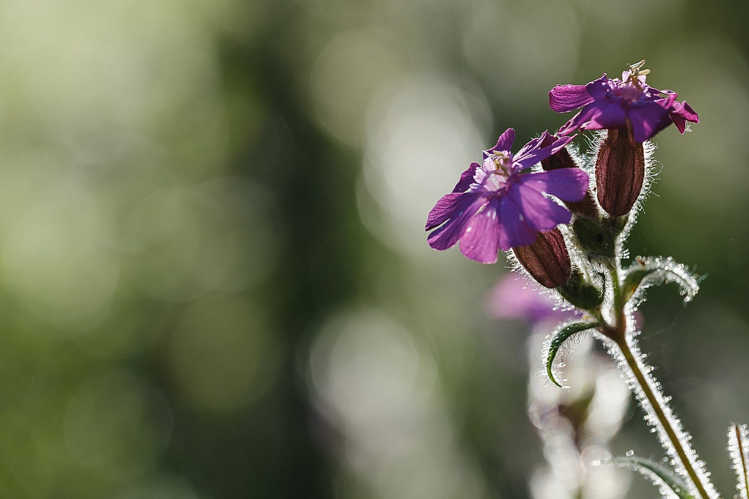 Catching the morning rim-light on the glowing petals and silvered hairs of the red campion (Silene dioica). Catching the morning rim-light on the glowing petals and silvered hairs of the red campion (Silene dioica).