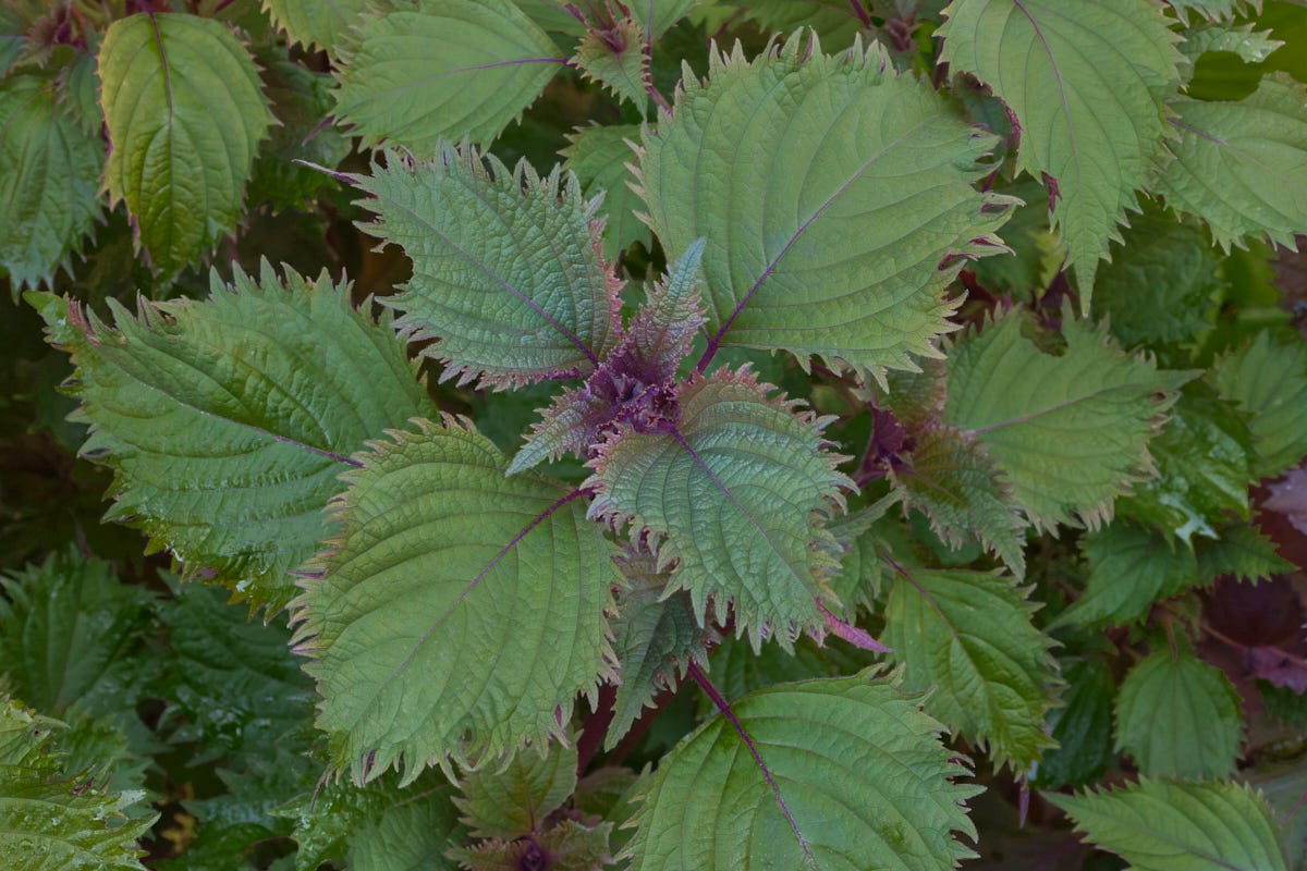 hojiso shiso plants hojiso shiso plants
