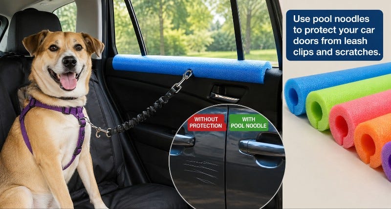 Dog in backseat of car with a pool noodle protecting car door from leash