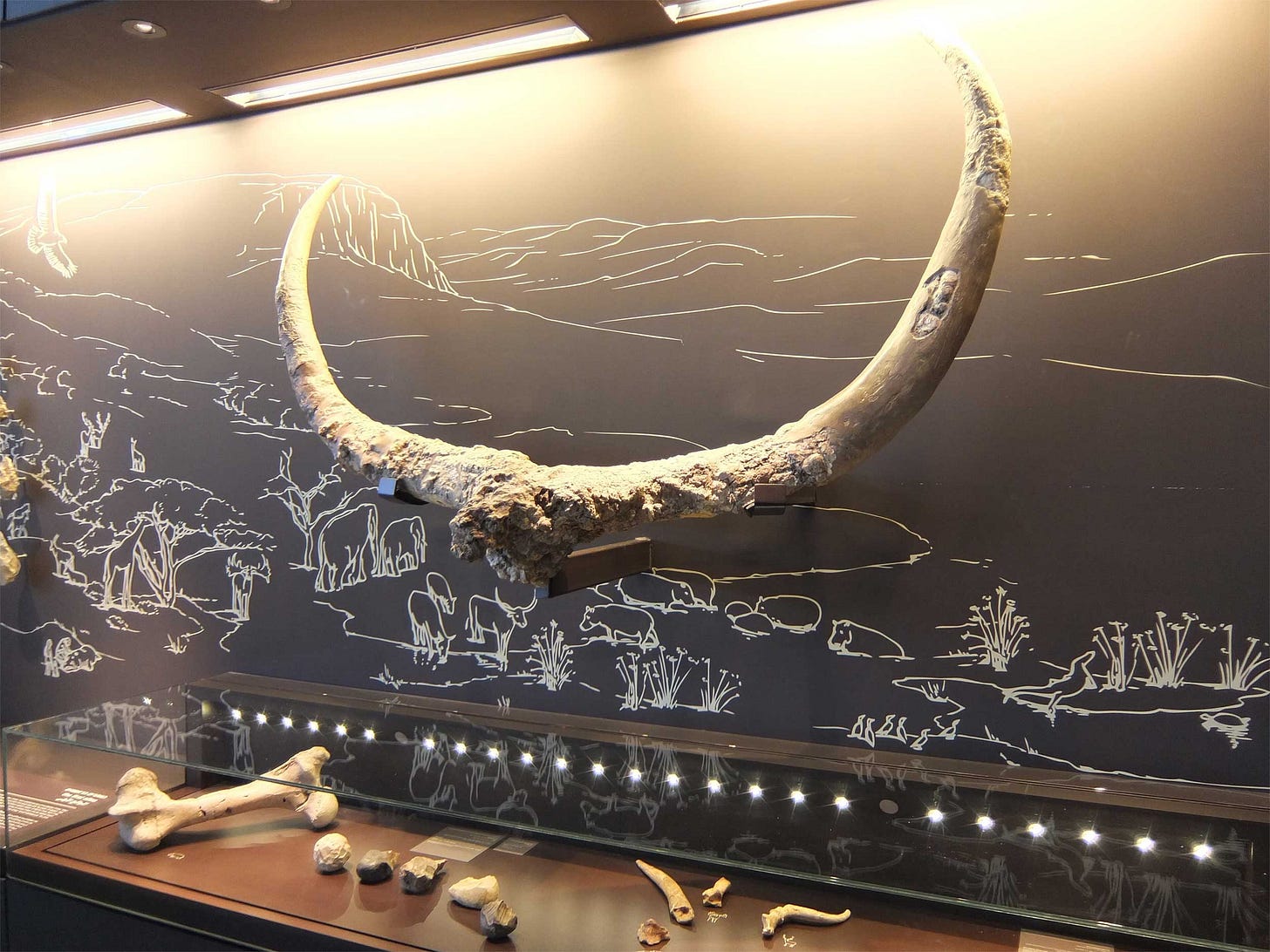 Giant horns of an extinct bovid in a museum exhibit