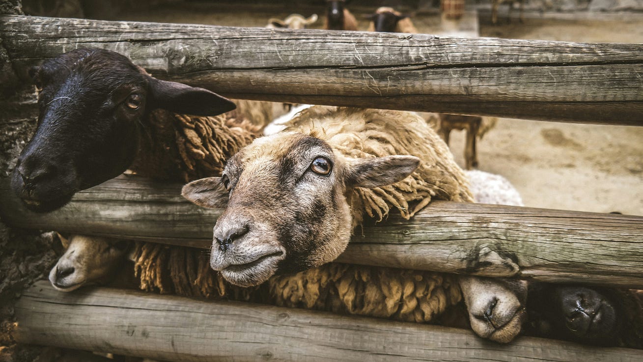 A black and a white sheep reaching through a corral- Photo by Jose Francisco Morales on Unsplash A black and a white sheep reaching through a corral- Photo by Jose Francisco Morales on Unsplash