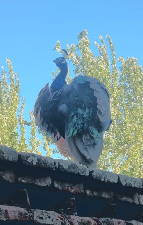 Capture d’écran 2026-03-15 à 16.44.23.png Capture d’écran 2026-03-15 à 16.44.23.png