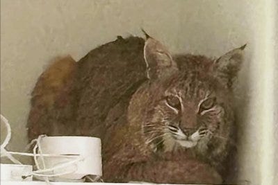 Bobcat found inside Colorado home 'not impressed' by lasers