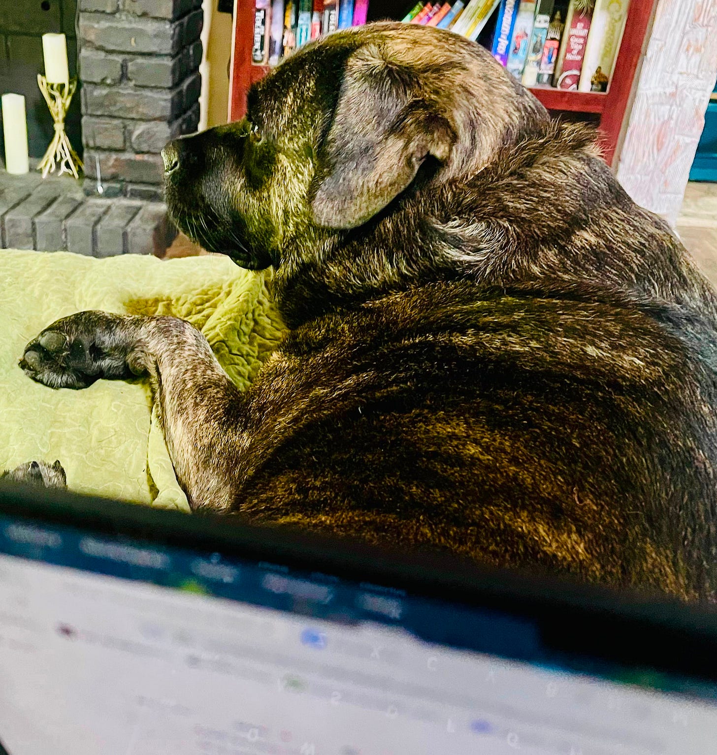 brindle short haired dog is watchful and on guard
