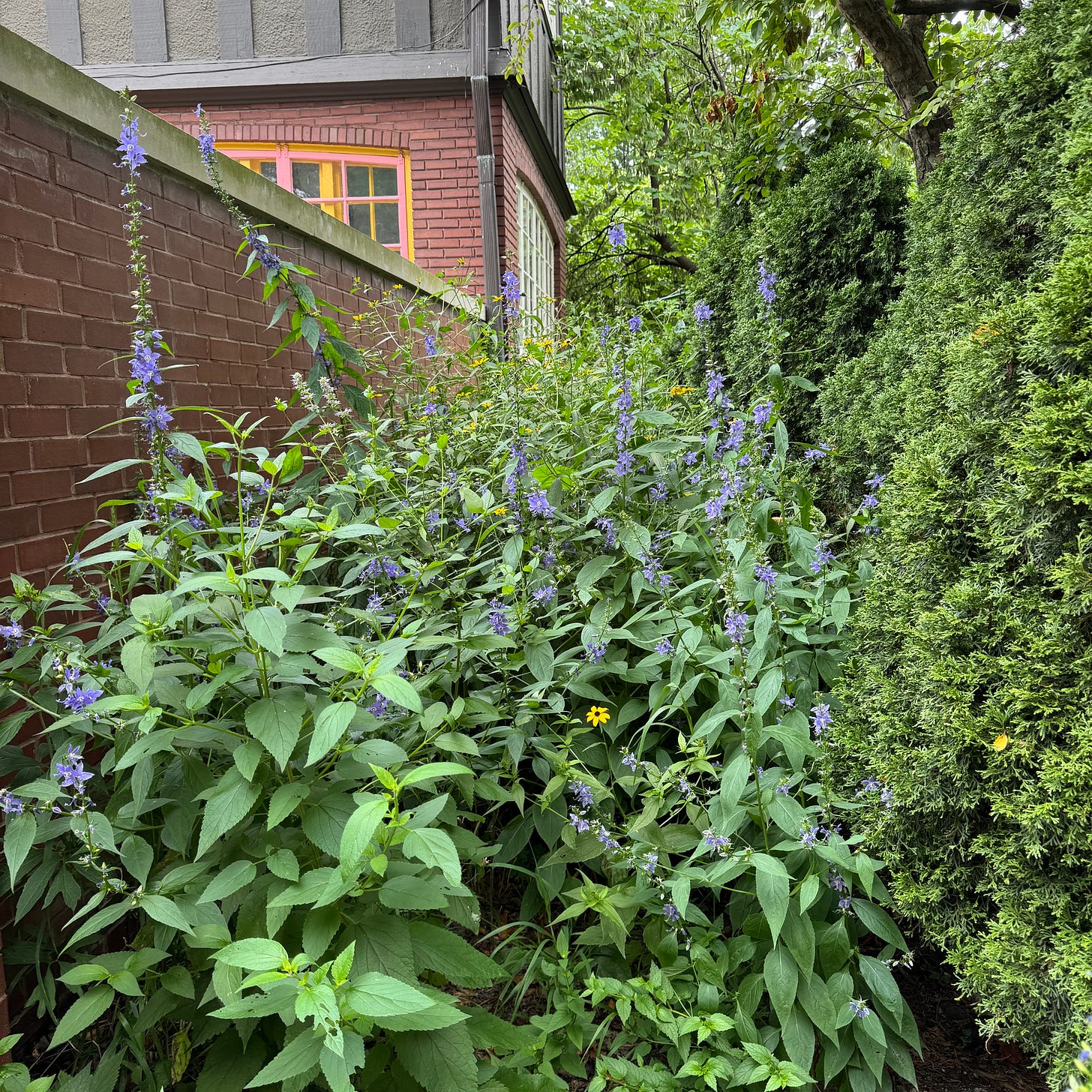 a picture of my side garden. lots of very tall bell flowers, purple, and some small flowers in the family rudbeckia, yellow with brown centers. also a fluffy hedge on the right side, and a redbud tree at the back. The side garden grows along a brick wall