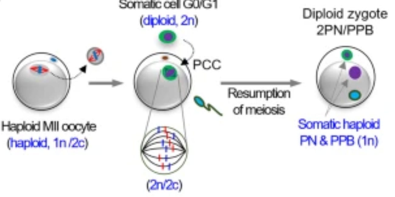 Eggs and scrambled chromosomes