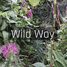 Wild Way: advanced gardening for nature by Jack Wallington
