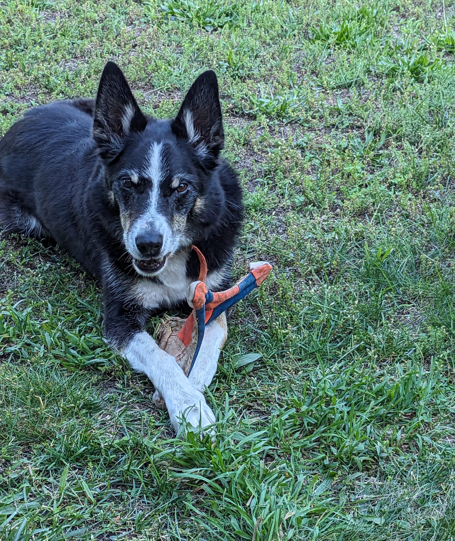 Border Collie lying in grass with a frisbee between his front paws Border Collie lying in grass with a frisbee between his front paws