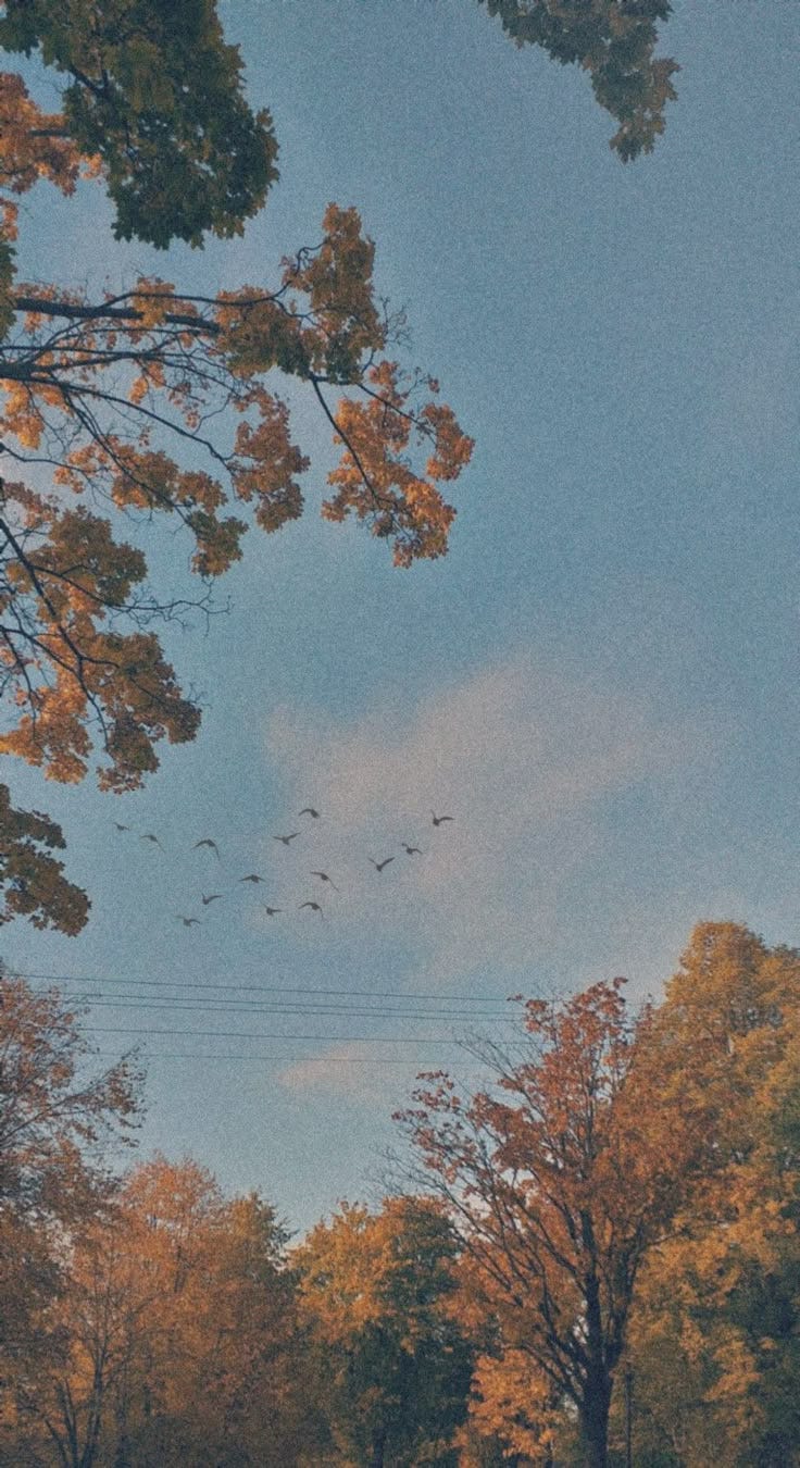This may contain: birds are flying in the sky above trees