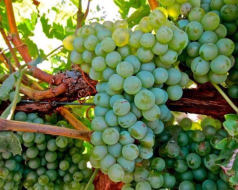 Grenache (red), Grenche Blanc (white), and Grenache Gris (grey-pink)