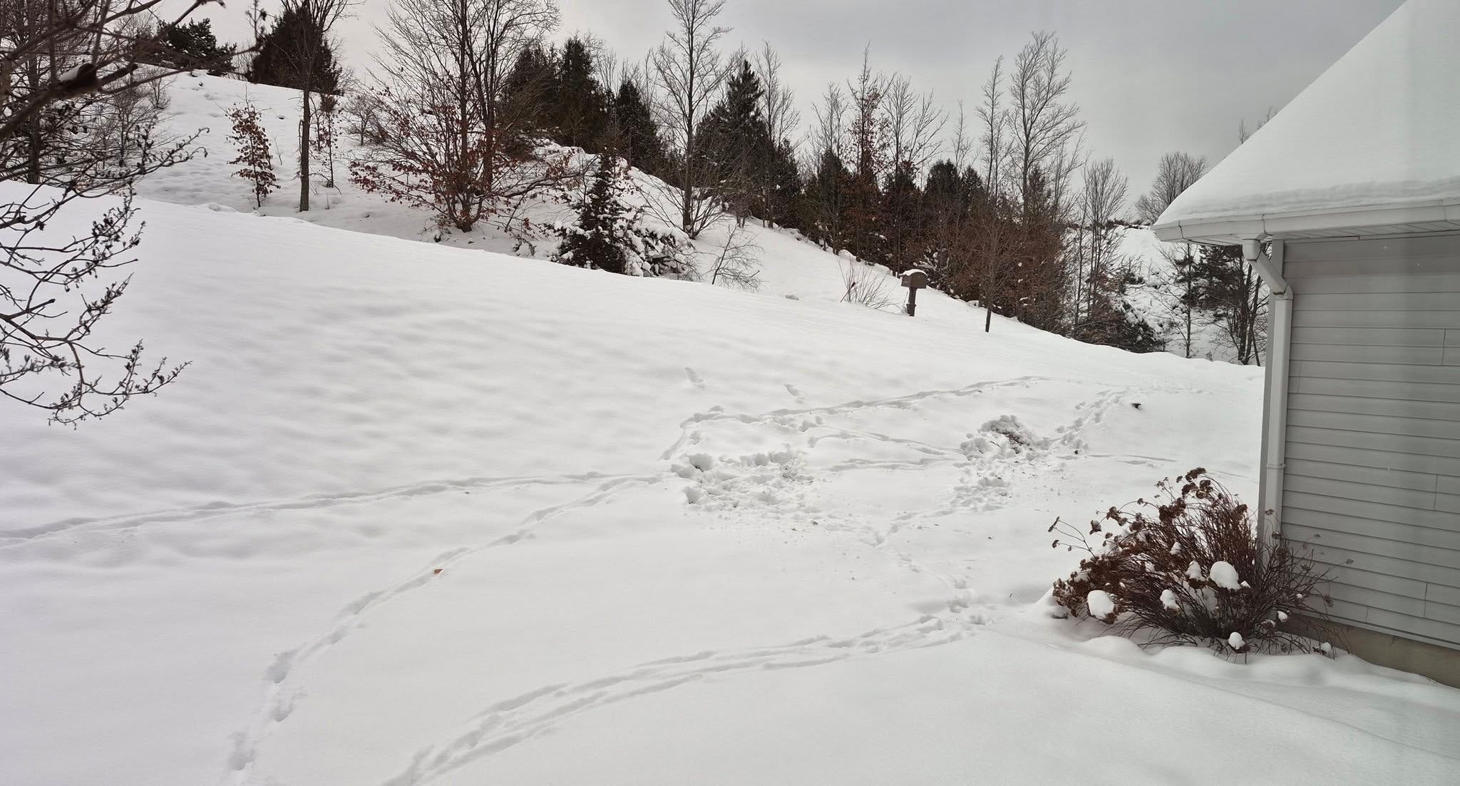 Deer Tracks - by Sereca ️🦋 - The Listening Room