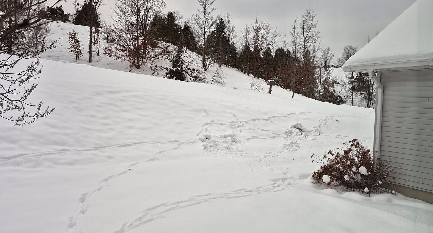 Deer Tracks - by Sereca ️🦋 - The Listening Room