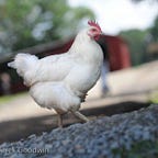 Don't Forget to Breathe