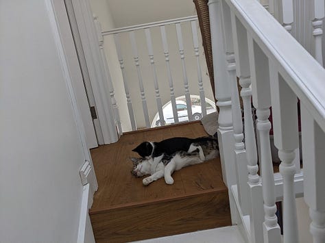 Three pictures of cats in varying states of play and relaxation. Joi, the short-haired grey mackerel tabby is featured in each. 