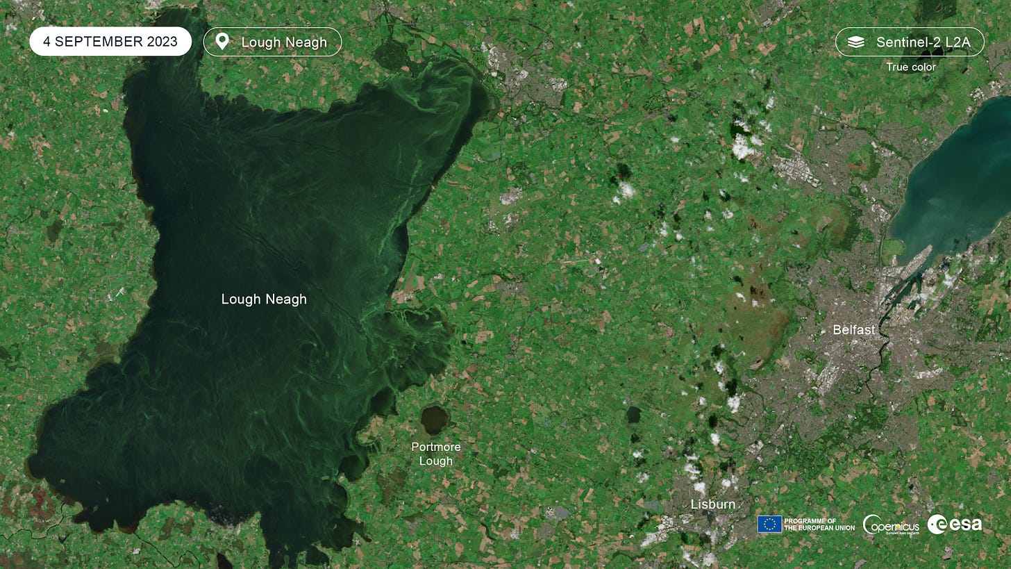 Algae bloom in Lough Neagh | Copernicus Data Space Ecosystem Algae bloom in Lough Neagh | Copernicus Data Space Ecosystem