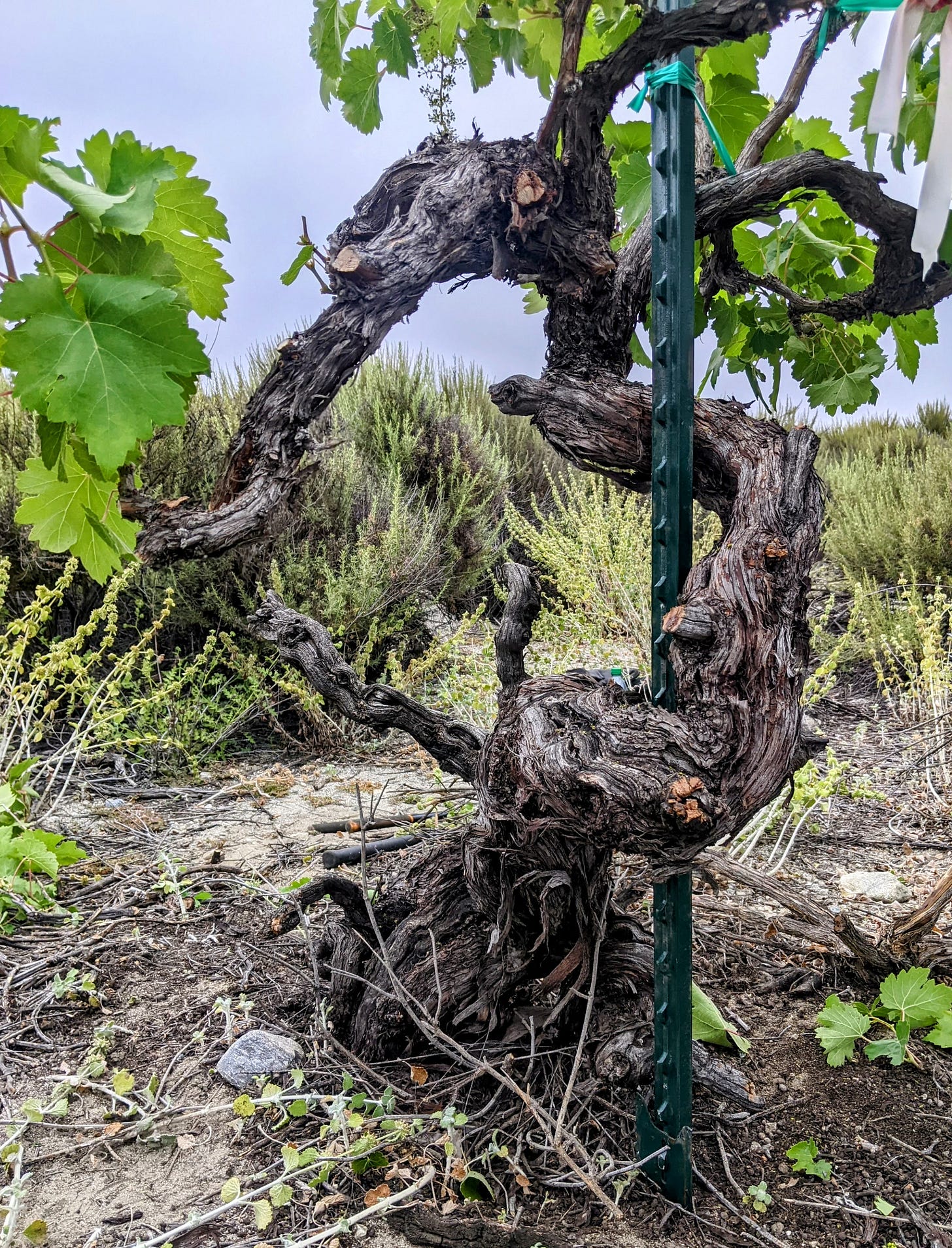 Close-up of an ancient, twisted Mission grape vine with new green leaves growing from its old trunk, supported by a metal stake.