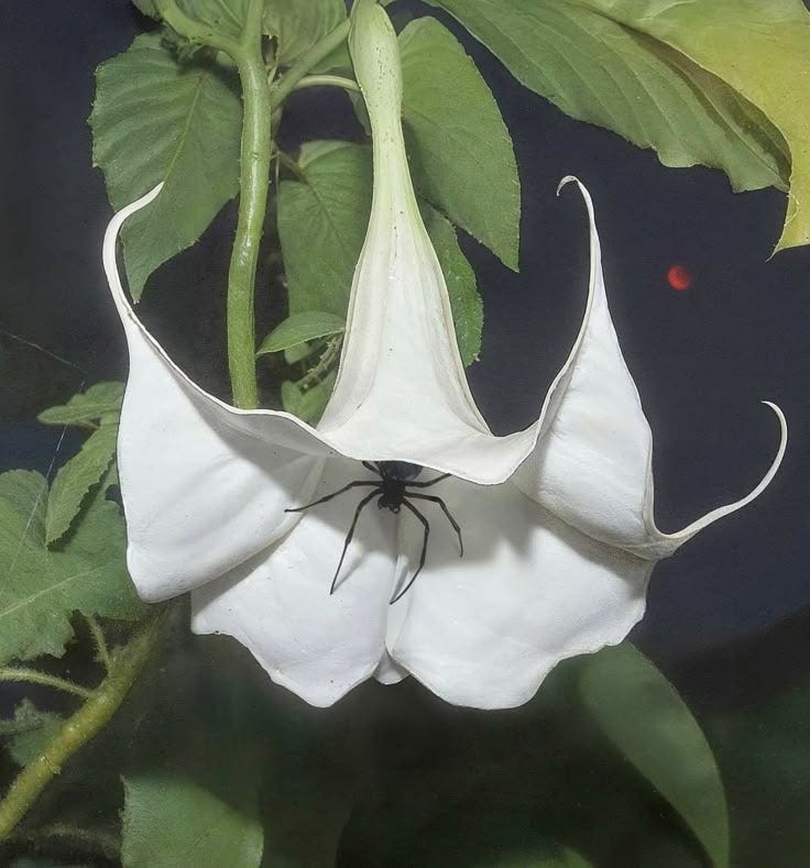 This may contain: a white flower with a black spider on it's back and some green leaves in the background
