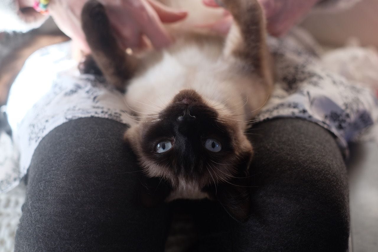 Mittens, a Siamese cat with striking blue eyes, lies belly-up on a lap, gazing upside down at the us with a relaxed and playful expression. Mittens, a Siamese cat with striking blue eyes, lies belly-up on a lap, gazing upside down at the us with a relaxed and playful expression.