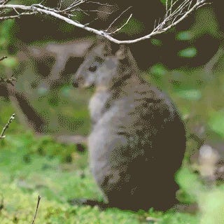 FALSE RECIPE ADVERTISING. Tabs, Thurs. Feb. 26, 2026