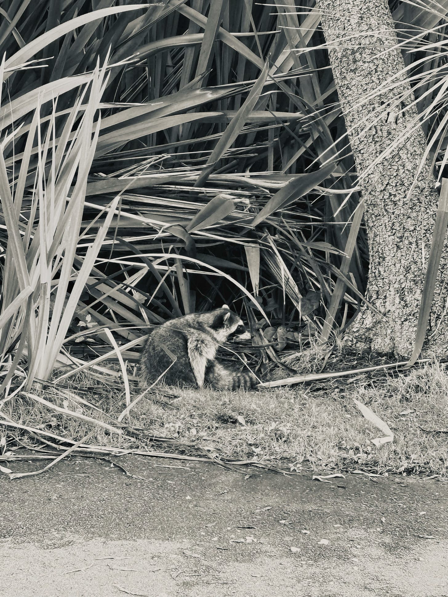 A racoon near a tree