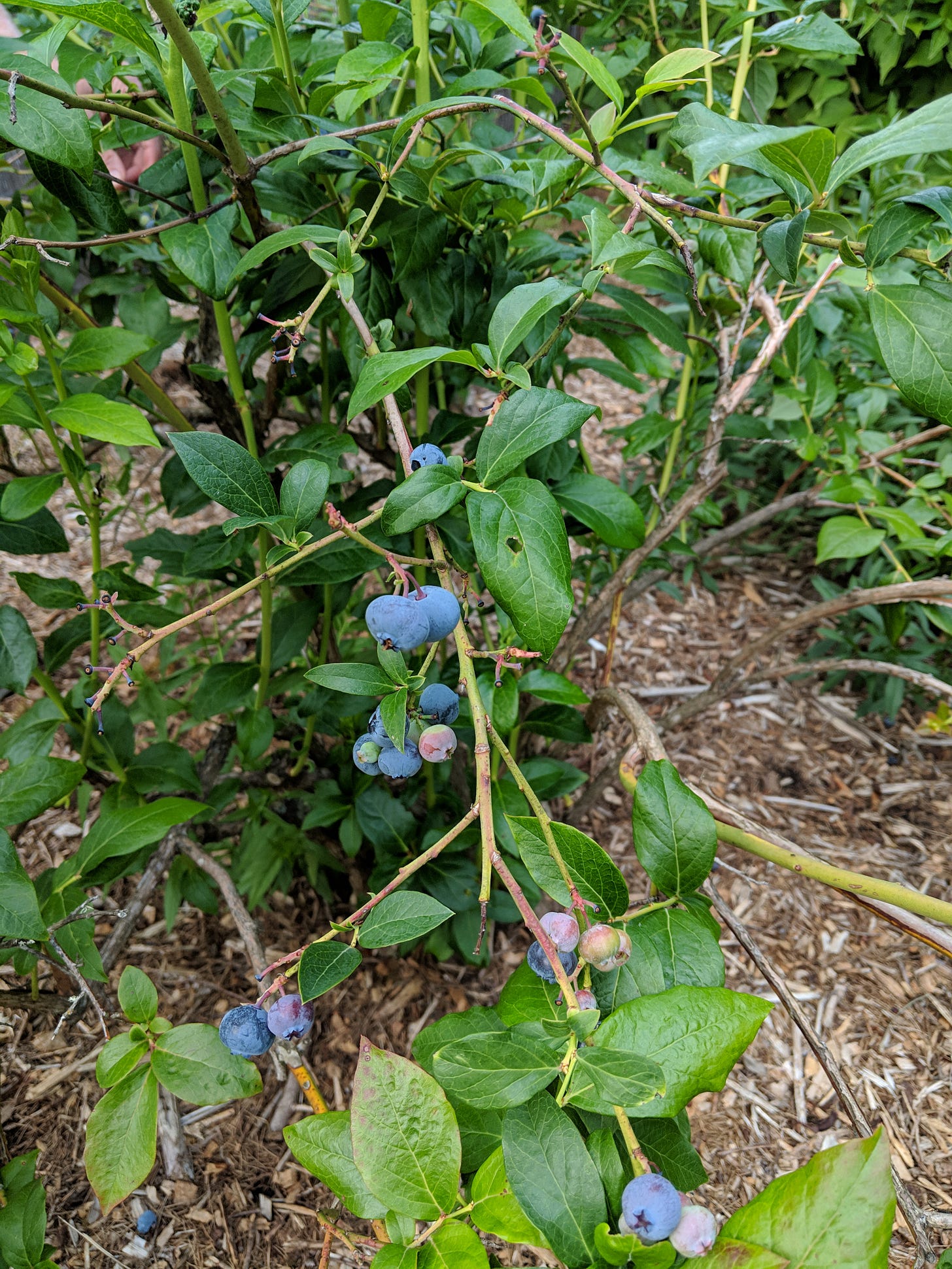 blueberries on the bush stem