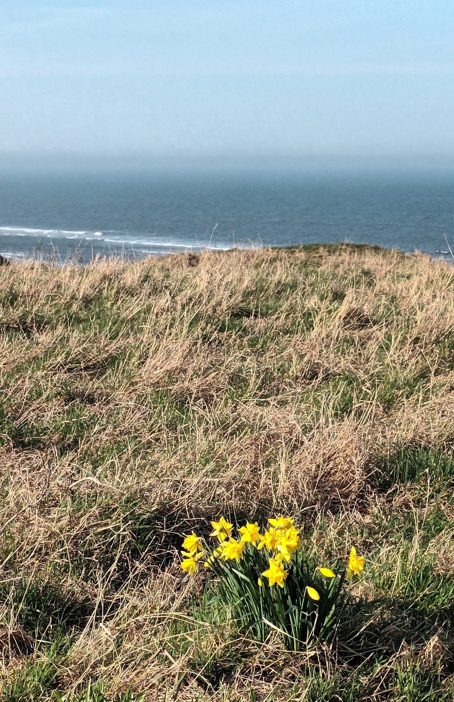 Some daffodils on a cliff top, the sea beyond and blue sky