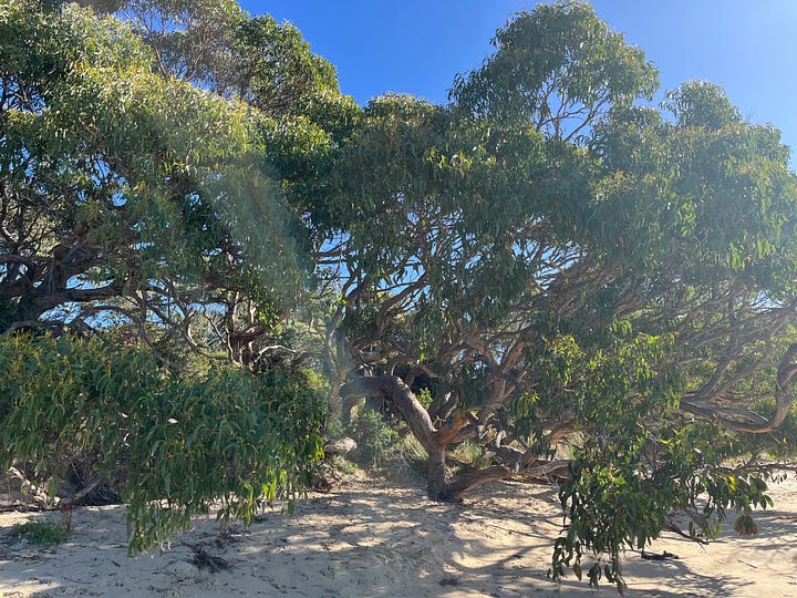 A picture of kelp drying in the rafters, another of a big old twisted gum tree growing on the foreshore and a picture of the beach under blue skies.