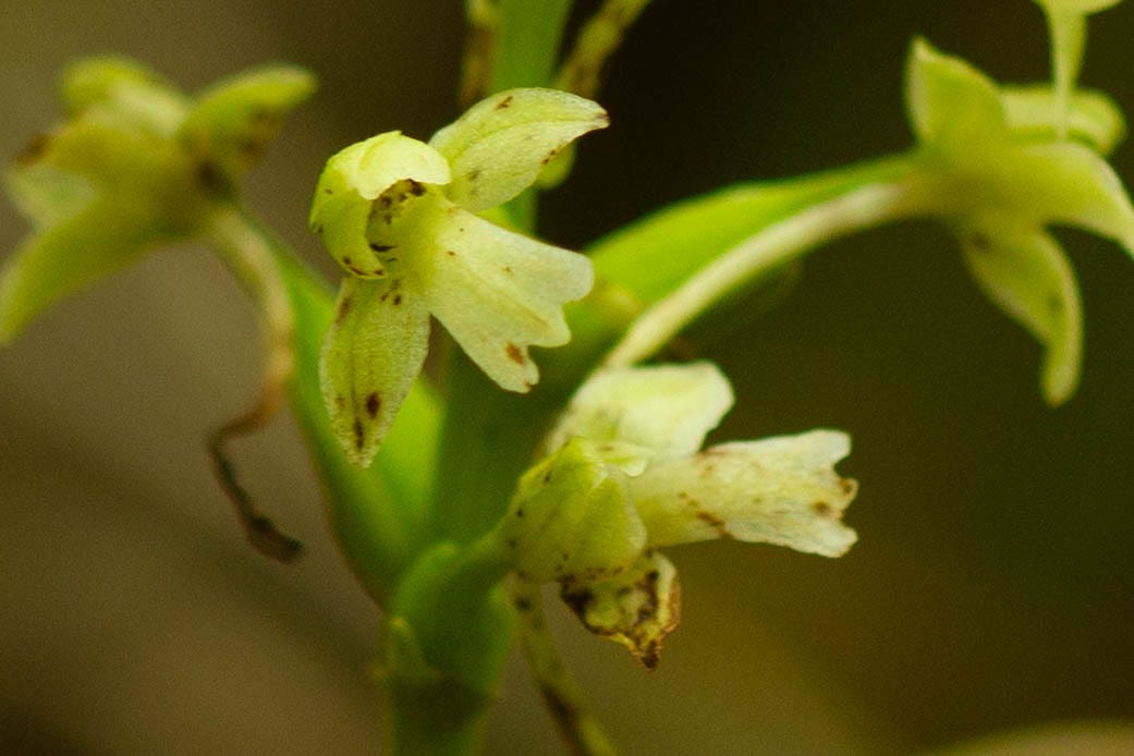 Close-up of a green woodland orchid blossom, on a stalk with other similar flowers. It is pale yellow-green, with a hood, two petals sticking out to either side, and a labellum at the bottom that has no fringe. In the soft focus side view of other flowers, a long spur is visible extending from the back of each flower.